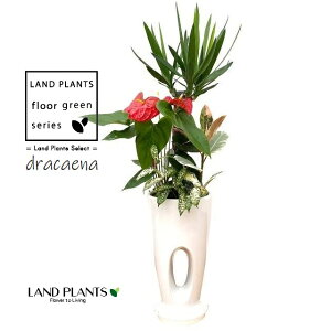hZiijpFbJ 񂹐Aj 7 z[fUC X픫 F 1 yvX`bNMz bJGt@eByX Gt@eByX dracaena