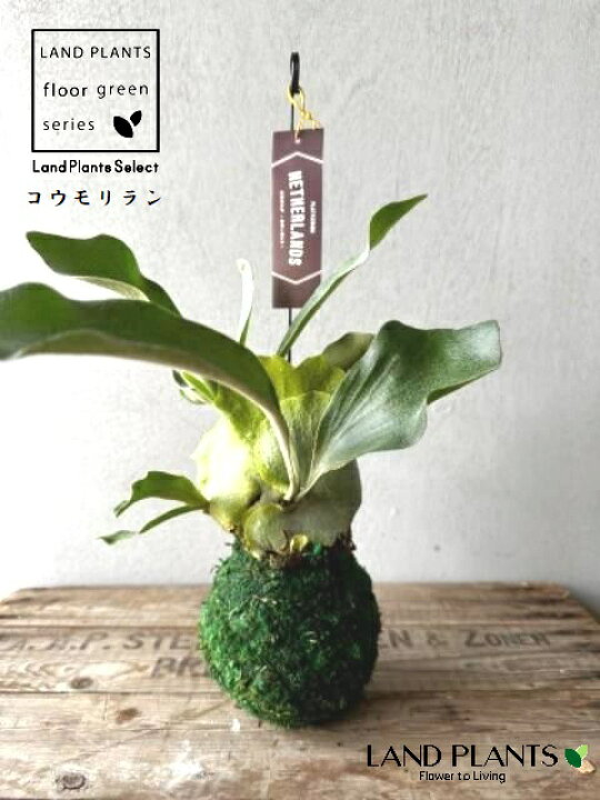 楽天市場】コウモリラン（ネザーランド） 3.5号 苔玉 吊り 1鉢 