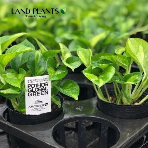 |gXiO[oO[j 3 |bgc 1 Pothos globalgreen