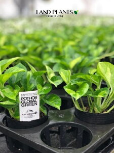 yP[X̔F24z |gXiO[oO[j 3 |bgc 24 Pothos globalgreen