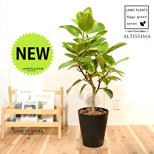 AeV[}iR`j 8 F ZA[g 1 H90cmx uTCY ^ tBJXAeV[} S̖ S  S Ficus altissima