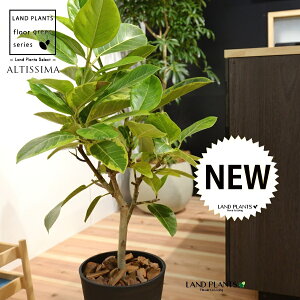 AeV[}iR`j 8 F ZA[g 1 H90cmx uTCY ^ tBJXAeV[} S̖ S  S Ficus altissima