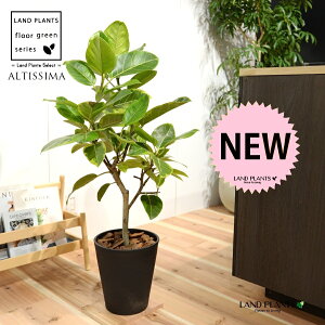 AeV[}iR`j 8 F ZA[g 1 H90cmx uTCY ^ tBJXAeV[} S̖ S  S Ficus altissima