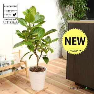 AeV[}iR`j 8 F ZA[g 1 H90cmx uTCY ^ tBJXAeV[} S̖ S  S Ficus altissima