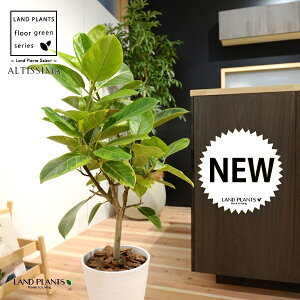 AeV[}iR`j 8 F ZA[g 1 H90cmx uTCY ^ tBJXAeV[} S̖ S  S Ficus altissima