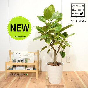 AeV[}iR`j 8 F ZA[g 1 H90cmx uTCY ^ tBJXAeV[} S̖ S  S Ficus altissima