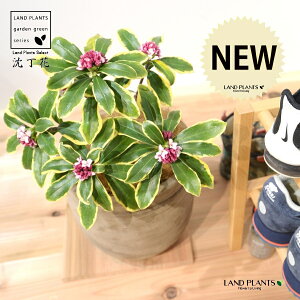 W`EQiԁFOj fUC̗ǂ eRb^ 1 yRRt@Co[z ``EQ Daphne odora