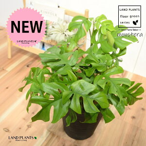 qXeiPXej 8 F ZA[g 1 H40cmx yMERRt@Co[z uTCY ^ Xe ~jXe Monstera