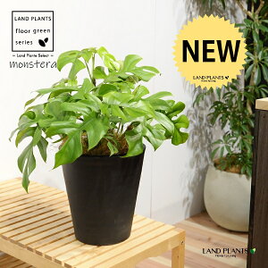 qXeiPXej 8 F ZA[g 1 H40cmx yMERRt@Co[z uTCY ^ Xe ~jXe Monstera