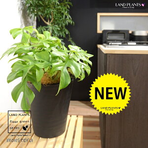 qXeiPXej 8 F ZA[g 1 H40cmx yMERRt@Co[z uTCY ^ Xe ~jXe Monstera