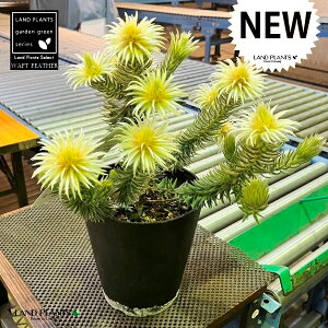 tBJEvxbZXitgtFU[j 5 vX`bN 1 tBJvxbZXtgtFU[ Phylica Pubesecens 'Waft Feather'