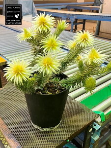 yP[X̔F6z tBJEvxbZXitgtFU[j 5 vX`bN 6 tBJvxbZXtgtFU[ Phylica Pubesecens 'Waft Feather'