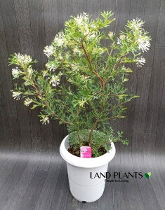 OrAizCgEBOXj 8 vX`bN 1 }KV ϊΎi|4/ڈj OBAzCgEBOX Grevillea ewhite wingsf