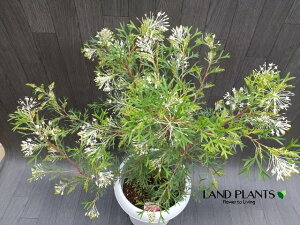 yP[X̔F2z OrAizCgEBOXj 8 vX`bN 2 }KV ϊΎi|4/ڈj OBAzCgEBOX Grevillea ewhite wingsf
