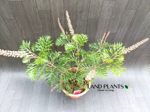 yP[X̔F5z OrAirS[hj 6 vX`bN 5 }KV ϊΎi|4/ڈj OBArS[h Grevillea eRobyn Gordonf