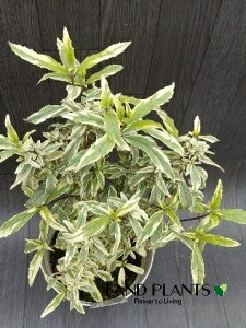 yP[X̔F6z vX^ei~gubVFj 5 vX`bN 6 ϊΎi|7/ڈj ~gubV vX^eoGK[^ tC Prostanthera O.Varie