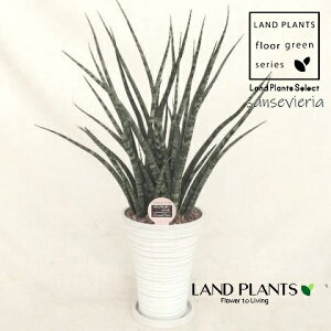 TZxAit@[Ebhj 7 F VGbg 1 yMEEbh`bvz TXxAt@[Ebh sansevieria