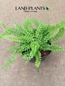 yP[X̔F15z AXvjEigR}lXj 3 |bgc 15 AXvjEgR}lX V_ V_A ^}V_ Asplenium