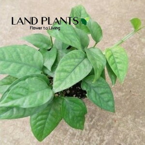 XL_vTXi~jO[j 2.5 vX`bN 1 XL_vTX~jO[ ϗtA scindapsus minigreen