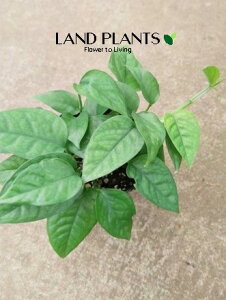 yP[X̔F24z XL_vTXi~jO[j 2.5 vX`bN 24 XL_vTX~jO[ ϗtA scindapsus minigreen