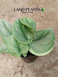 yP[X̔F15z XL_vTXiVo[j 3 vX`bN 15 XL_vTXVo[ IXgVo[ ϗtA scindapsus minigreen