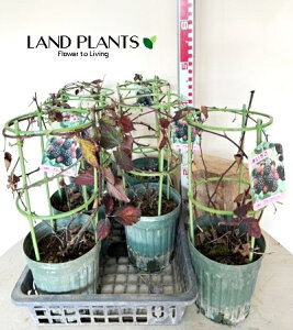 yP[X̔F6z z ubNx[idāj 6 vX`bN 6؂ LC`S  ʎc c Blackberry Rubus