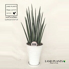 サンセベリア（バキュラリス） 7号 白色 シュエット鉢 1鉢 【受皿・ウッドチップ】 サンスベリアバキュラリス sansevieria