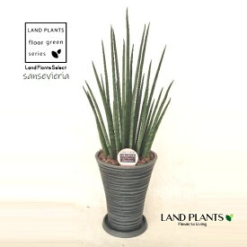 サンセベリア（バキュラリス） 7号 黒色 シュエット鉢 1鉢 【受皿・ウッドチップ】 サンスベリアバキュラリス sansevieria