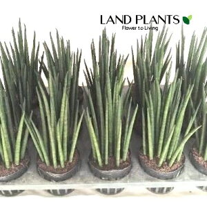 yP[X̔F15z TZxAioLXj 3 |bgc 15 TXxAoLX ~Jhsansevieria