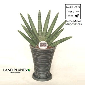 TZxAiVhJF{Zj 7 F VGbg 1 yMEEbh`bvz TXxA {ZVX IoP sansevieria