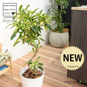 ファグラエア(3Dカーブ 曲がり:斑入り) 8号 白色 セラアート鉢 1鉢 【受皿・バークチップ】 H90cm程度 ハワイの木 HAWAII 床置きサイズ 大型 バリエガータ フイリ ゴムの木 ゴム Fagraea