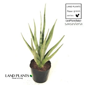 サンセベリア（グラキリス） 3号 ポット苗 1鉢 サンスベリアグラキリス sansevieria