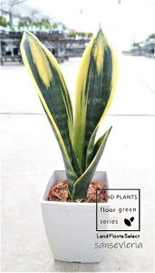 yP[X̔F20z TZxAiS[ft[j 3.5 vX`bN 20 TXxAS[ft[ sansevieria