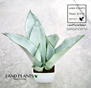 TZxAi[VCj 3.5 vX`bN 1 TXxA[VC sansevieria