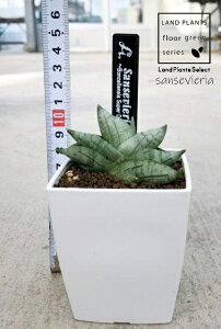 yP[X̔F12z TZxAiVhJE{ZEX[p[h[tj 3 vX`bN 12 TXxAt@[Ebh sansevieria