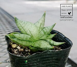 TZxAiVhJE{ZEX[p[Eh[tj 3 c|bg 1 TXxAVhJ{Z sansevieria