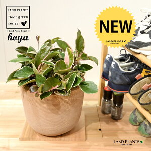 zEJm[TibvJ[j fUC̗ǂ eRb^ 1 H35cmx yMZbgz uTCY ^ zJm[T bNXvg Hoya carnosa LipColor