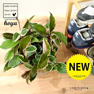 zEJm[TibvJ[j fUC̗ǂ eRb^ 1 H35cmx yMZbgz uTCY ^ zJm[T bNXvg Hoya carnosa LipColor