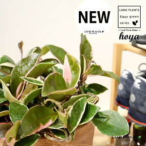 zEJm[TibvJ[j fUC̗ǂ eRb^ 1 H35cmx yMZbgz uTCY ^ zJm[T bNXvg Hoya carnosa LipColor