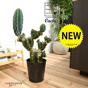 T{e c iSʊpFԂԂj 7 vX`bN |bgc 1 LJN nVT{e Cereus repandus Peruvian apple