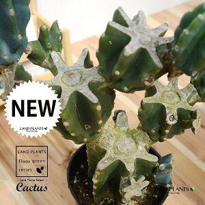 T{e c iSʊpFԂԂj 7 vX`bN |bgc 1 LJN nVT{e Cereus repandus Peruvian apple