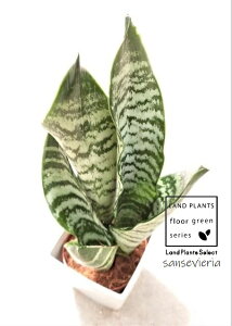 yP[X̔F15z TZxAiO[R[j 3.5 vX`bN 15 TXxAO[R[ sansevieria