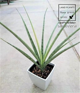 TZxAiEBb`S[hj 3.5 vX`bN 1 TXxAEBb`S[h sansevieria