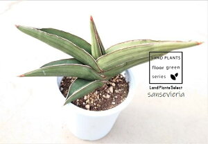 yP[X̔F6z TZxAiTCh[tj 4 |bgc 6 TXxATCh[t g sansevieria