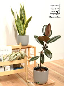 観葉植物 ハイドロカルチャー サンスベリア」の人気商品一覧・価格比較 