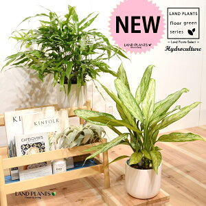 【水耕栽培2鉢】 ミクロソリウム(1鉢)+アグラオネマ(1鉢) 白色 すっきりデザイン 艶消し 陶器鉢(水位計付き)ハイドロカルチャー植え Lサイズ 観葉植物 Microsporum aglaonema Hydroculture