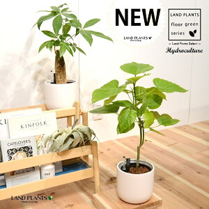 【水耕栽培2鉢】 パキラ(1鉢)+ウンベラータ(1鉢) 白色 すっきりデザイン 艶消し 陶器鉢(水位計付き)ハイドロカルチャー植え Lサイズ 観葉植物 pachira umbellata Hydroculture