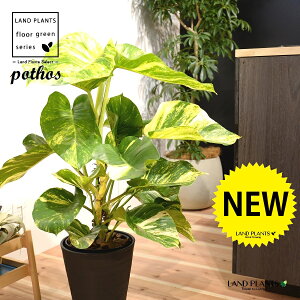 |gXitFOfj 8 F ZA[g 1 H90cmx ϗtA yo[N`bvEMz uTCY ^ |gXOf   tC pothos grande