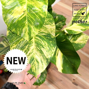 |gXitFOfj 8 F ZA[g 1 H90cmx ϗtA yo[N`bvEMz uTCY ^ |gXOf   tC pothos grande