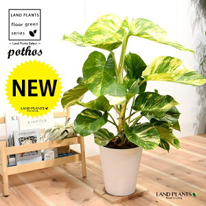 |gXitFOfj 8 F ZA[g 1 H90cmx ϗtA yo[N`bvEMz uTCY ^ |gXOf   tC pothos grande